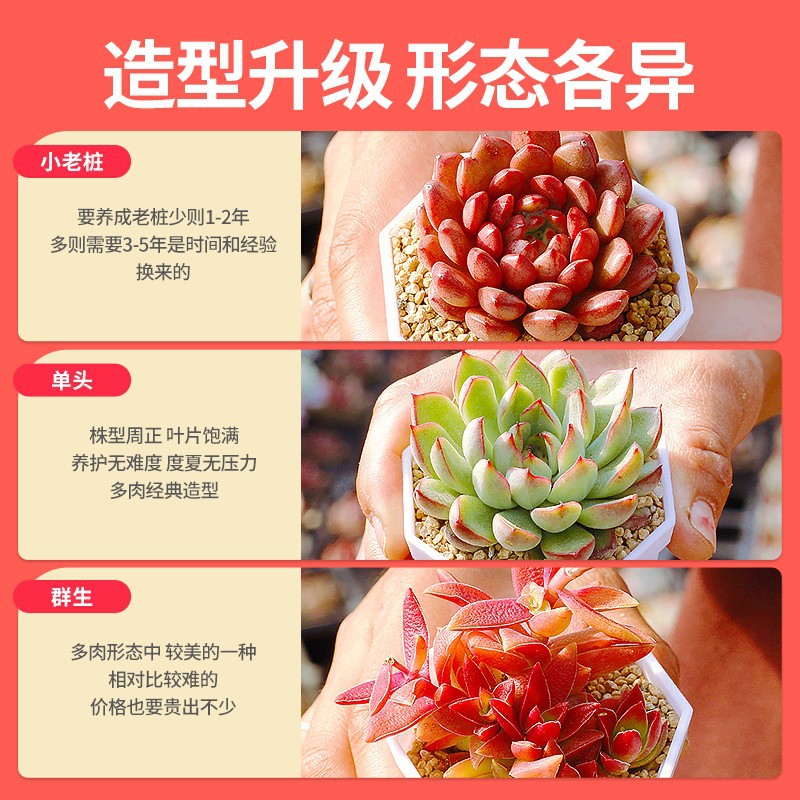 Fleshy plants wholesale most meat potted flowers meat with pot combination stone flower jade dew base self-produced