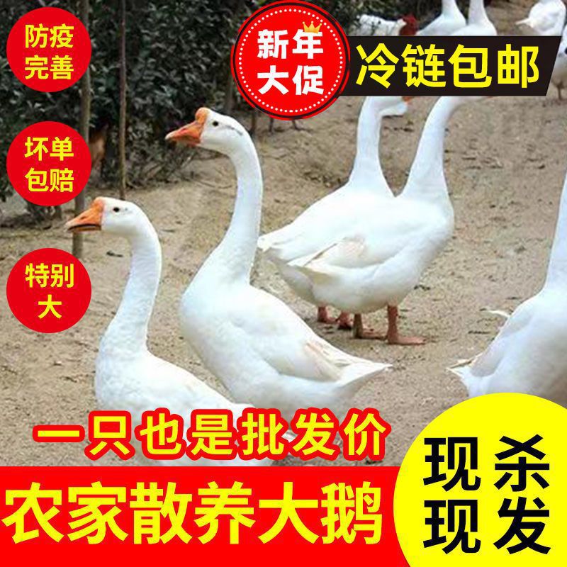Свежезабитый молодой белый гусь, крупный нежный гусь, дикий гусь, свежий свободный выпас чисто белый, прямая продажа от производителя на Амазоне