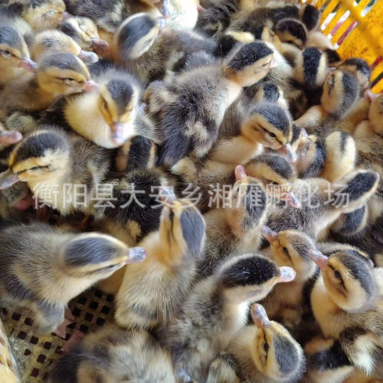 Wholesale Shelduck Ducklings, Shelduck Ducks, Large Ducks, Four Points a Day after Hatching, Shelduck Lace Ducklings, Live Ducklings