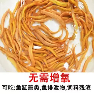 Loach Seedling Freshwater Viewing Fish Tank Gold Loach Golden Dragon Loach Fish Tank Cleaning Fish Training Hand Fish Fry Good Raising