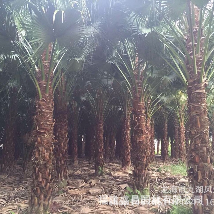 Fujian Puccia Planting Base Zhejiang Puccia Price Yunnan Puccia Quotation Jiangxi Puccia Wholesale