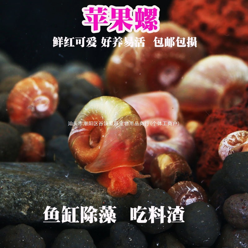 Улитка для удаления водорослей из аквариума, инструмент для чистки аквариума, улитка для удаления водорослей, улитка-питомец, черепаха, рыба-зебра, живая кормовая улитка