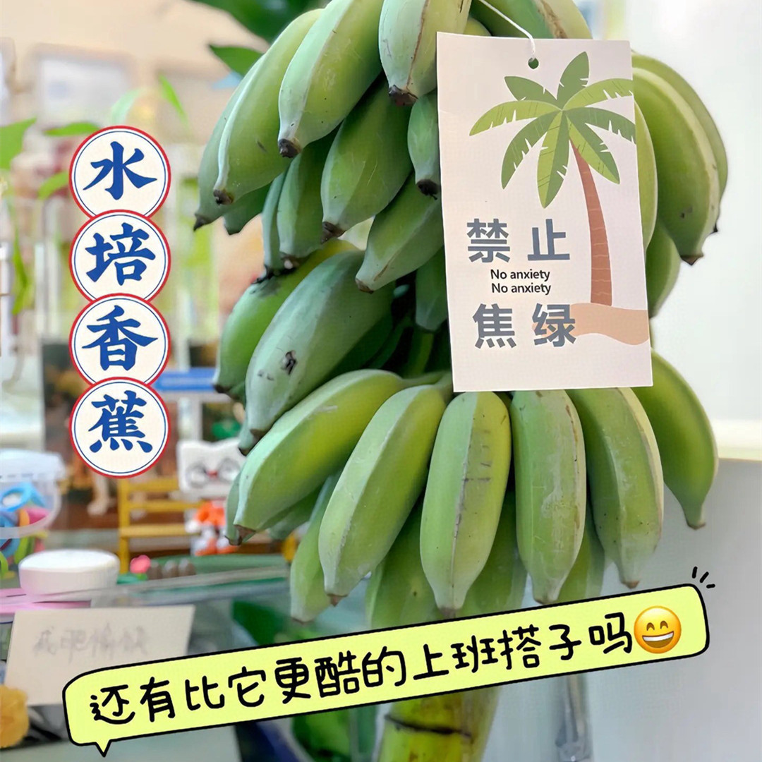 Whole Bunch of Green Office Hydroponic Bananas, Anxiety-Relieving, Flower Arrangement, Green Value, Plantain, Millet Banana, Powdery, Glutinous, Sweet