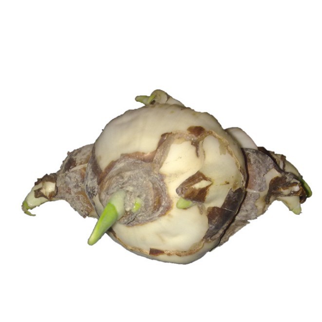 Domestic Zhangzhou Large Narcissus Hydroponics, Easy to Grow for Lazy People, Must-Have for Spring Festival, Strong Fragrance Indoor Desktop Zhangzhou Green Plants