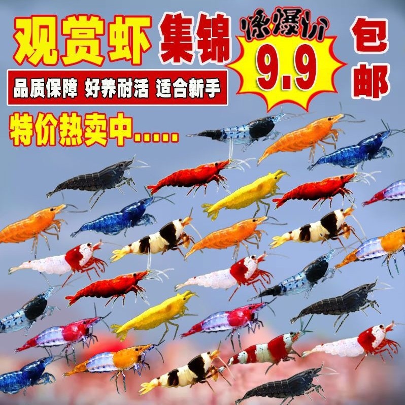 Ornamental Shrimp, Freshwater Shrimp, Algae Removal Shrimp, Cleaning Shrimp, Fish Tank Tools, Shrimp Crystal Shrimp, Pet-Friendly Black Shell Cherry Blossom