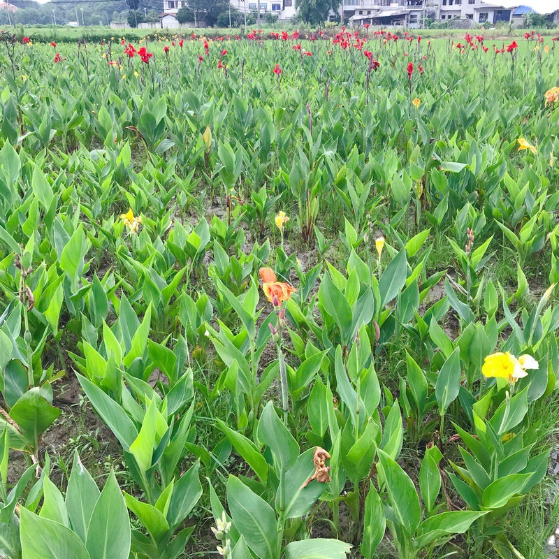 Canna Yellow Pink Flower Canna Supply Wetland Landscaping Project Courtyard Greening Aquatic Plants Wholesale