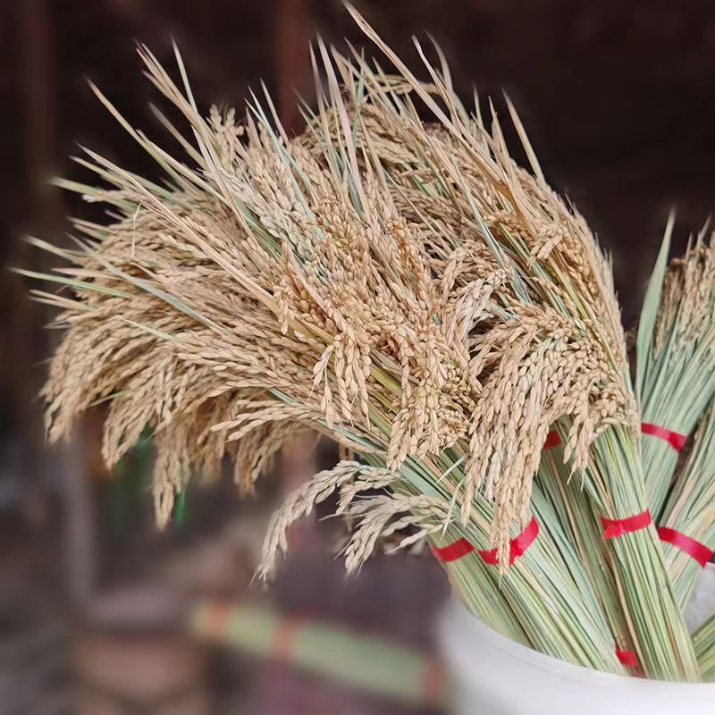 Сухие цветы рисового колоса, настоящие сухие цветы риса, реквизит для съемок, пасторальное украшение, орнаменты из рисовых цветов