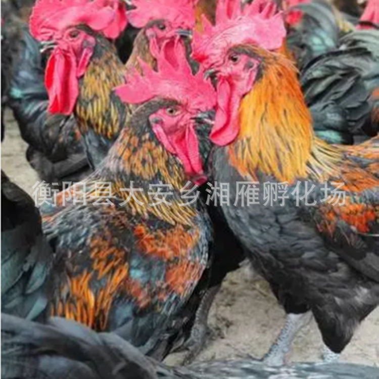 Broiler Chicken Seedlings Grow Fast, Black Chicken Female Seedlings, Large-Sized Broiler Chickens, Fast-Growing Large-Sized Male Seedlings, Fast-Growing Feathers, and Black Chicken Males