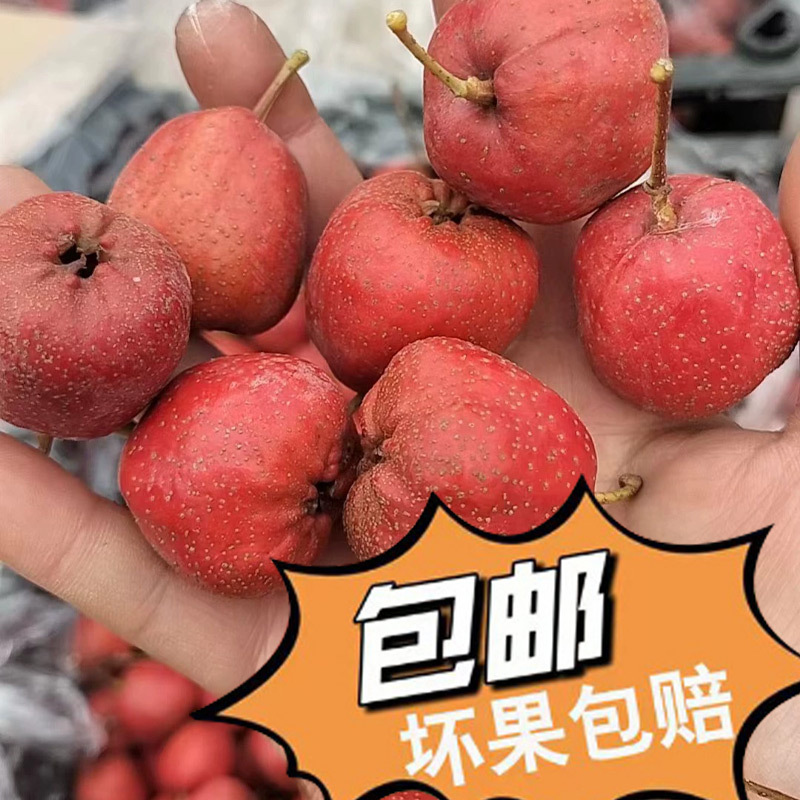 Большой пятидольный боярышник, крупные плоды, 30-40 штук, оптовая продажа с места происхождения, новинки 2025 года