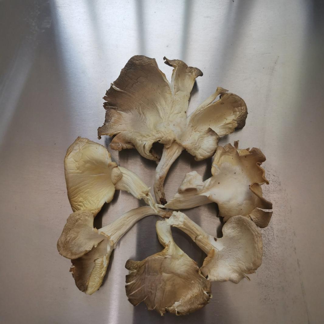 The Origin Is Directly for New Arrivals, Dried Oyster Mushrooms, Bulk Wholesale Abalone Mushrooms, Real Mushrooms, Phoenix Tail Mushrooms, Mushroom Bags, Soup Packets