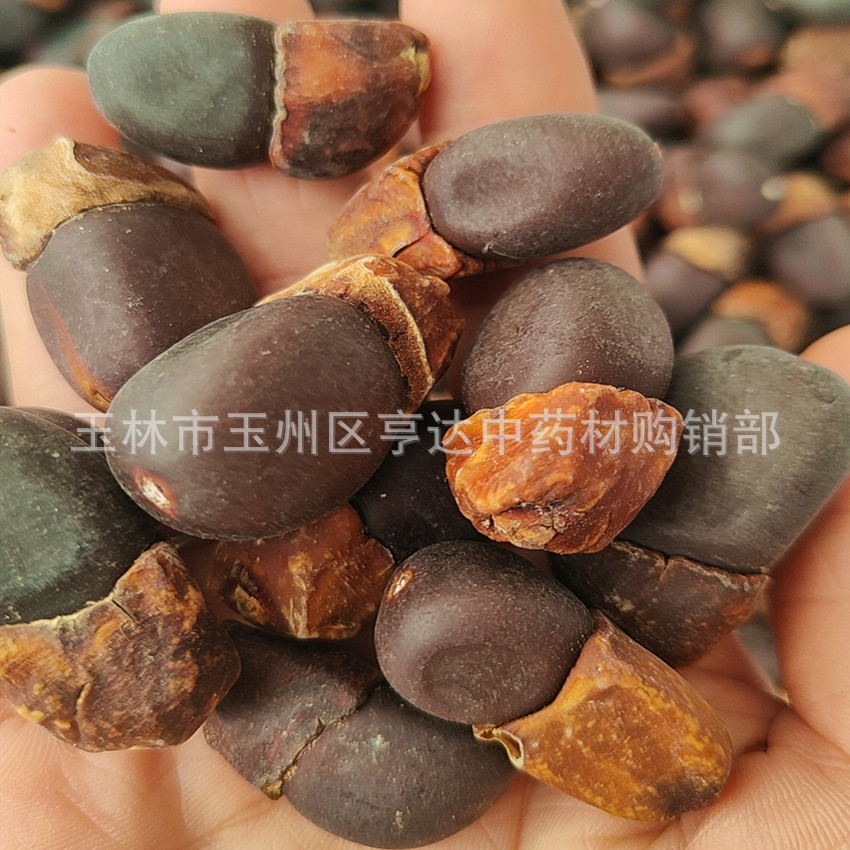 Ma Yazi Bodhi Zi Burmese Eggplant Fruit Yin Yangzi Wholesale