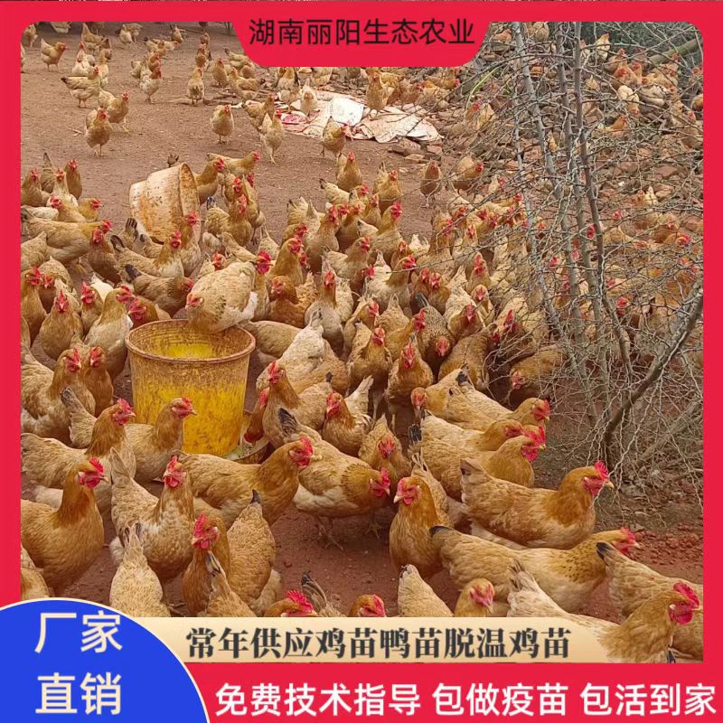 For Sale Live Chicken Chicks, Wannan Yellow Hens, Rural Free-Range Chickens, Free Support for Breeding Technology