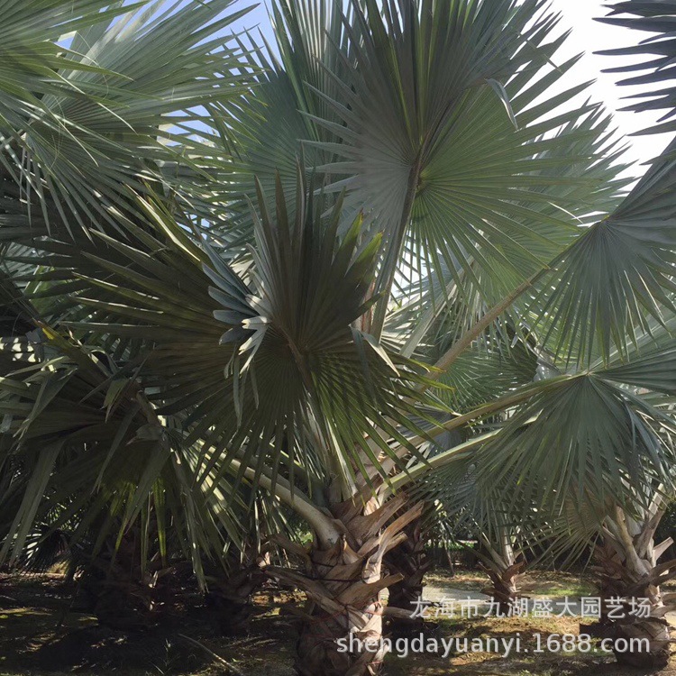 Wholesale Fujian Palm Banyan Base Guangdong Banyan Price Sichuan Transplanted Banyan Offer