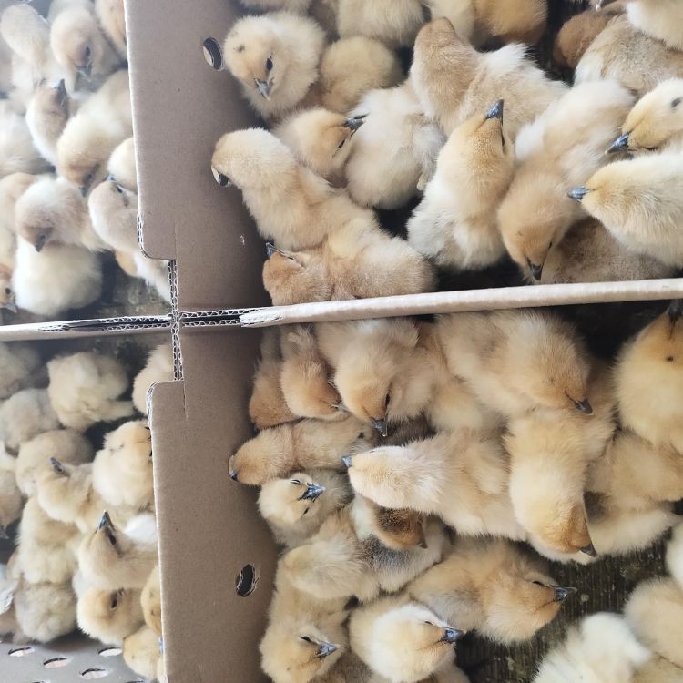 Factory Direct Sales of Yellow-Feathered Black-Bone Chicken Live Chicks, Native Chicken Seedlings, Hens, Rural Free-Range Mountain Chickens, Easy to Live and Easy to Raise