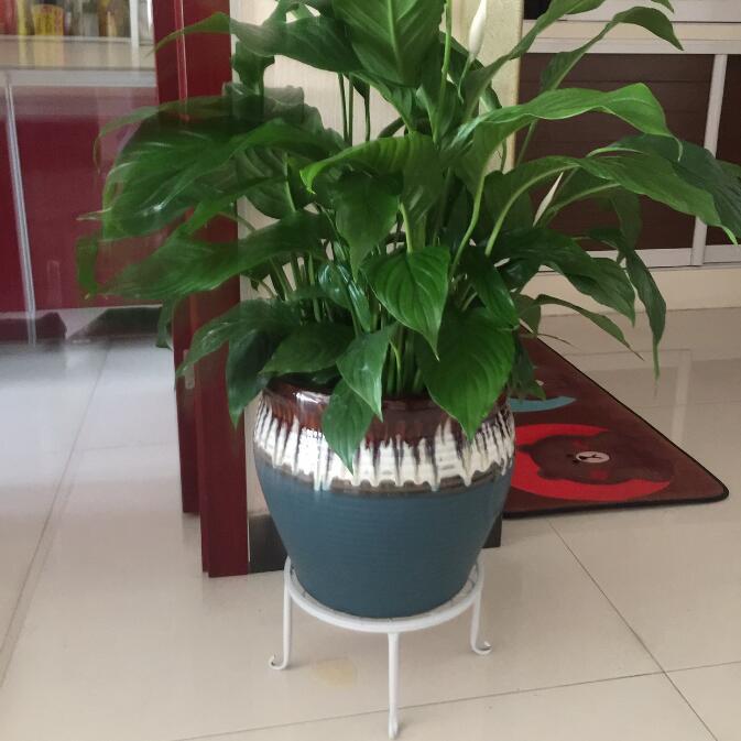 Factory European-style Flower Rack Floor Single-pot Bonsai Iron Flower Rack Indoor Balcony Flower Rack Iron Desktop Flower Pot Rack