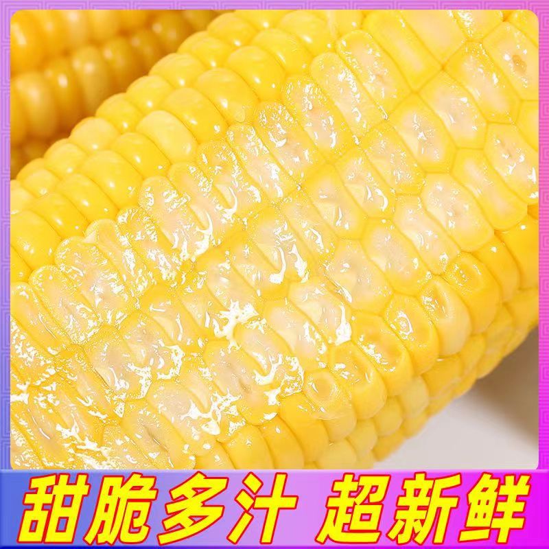 Fruit corn open bag ready-to-eat non-boiled sweet corn vacuum bag dormitory instant meal replacement fruit corn cob wholesale