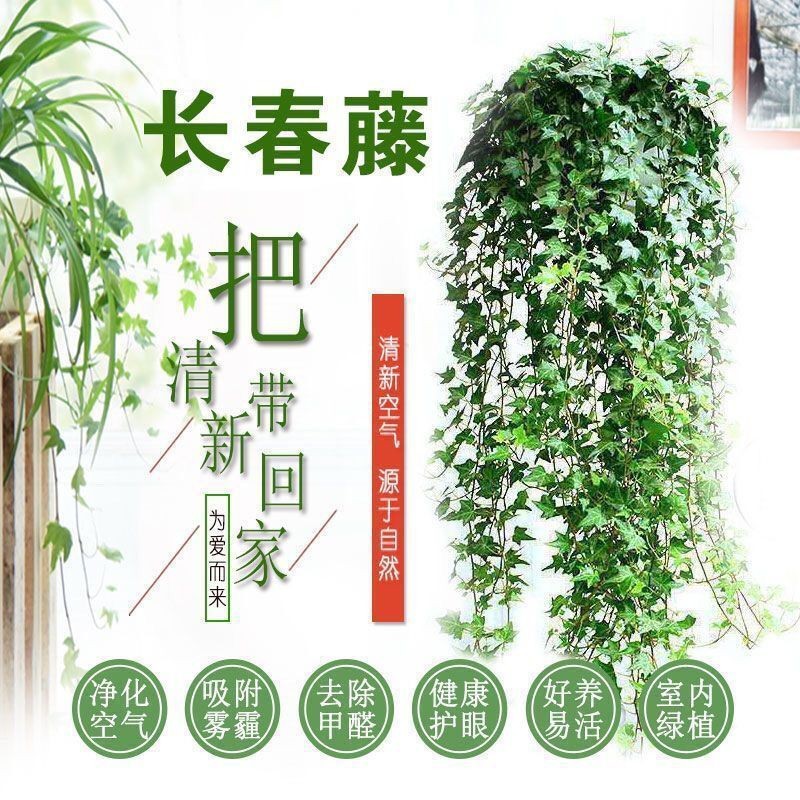 Ivy Long Vine Hanging Recommended All Year Round Evergreen Spider Plant Plant Bedroom New House Easy to Grow Potted Plant Aliexpress