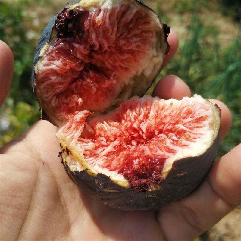 Fig Tree Seedlings Potted Ground Planting Boji Red Southern and Northern Planting Extra Large Fig Tree Seedlings That Bear Fruit in the Same Year