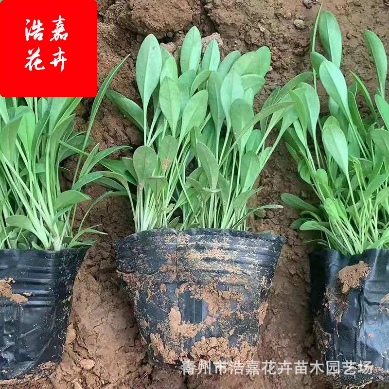 Coreopsis Nutrition Bowl Planting Base Scenic Area Flower Sea Ornamental Fresh Cut Florals Perennial Florals Large Flower Coreopsis