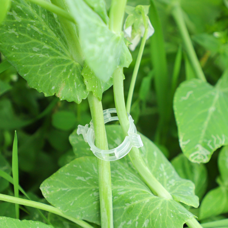 Plant clip/Pumpkin Vine clip/plastic binding Vine clip/binding branch clip/hanging vine clip/holding Vine clip/Vine fixing clip