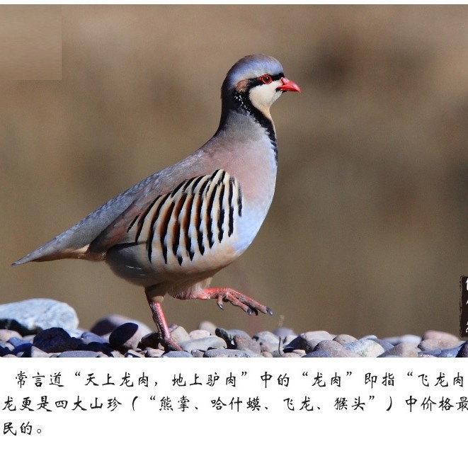 Fresh Poultry Quail 90 Days Gutted 200-300g Ready to Kill and Ship Cold Chain Frozen Meat Fresh Meat