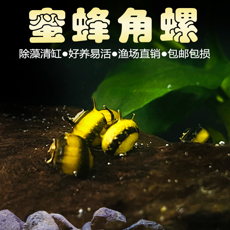 Beehorn Snail Ornamental Snail Apple Snail Black Diamond Egg Mysterious Golden Zebra Onion Cleaning Algae Removal Tool Snail