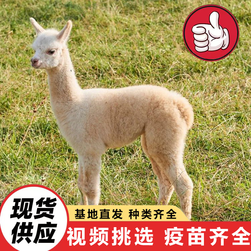 Children's Feeding Interactive Alpaca Cubs, Live Alpaca Attractions, Alpacas for Sale, Tame and Cute Little Alpacas