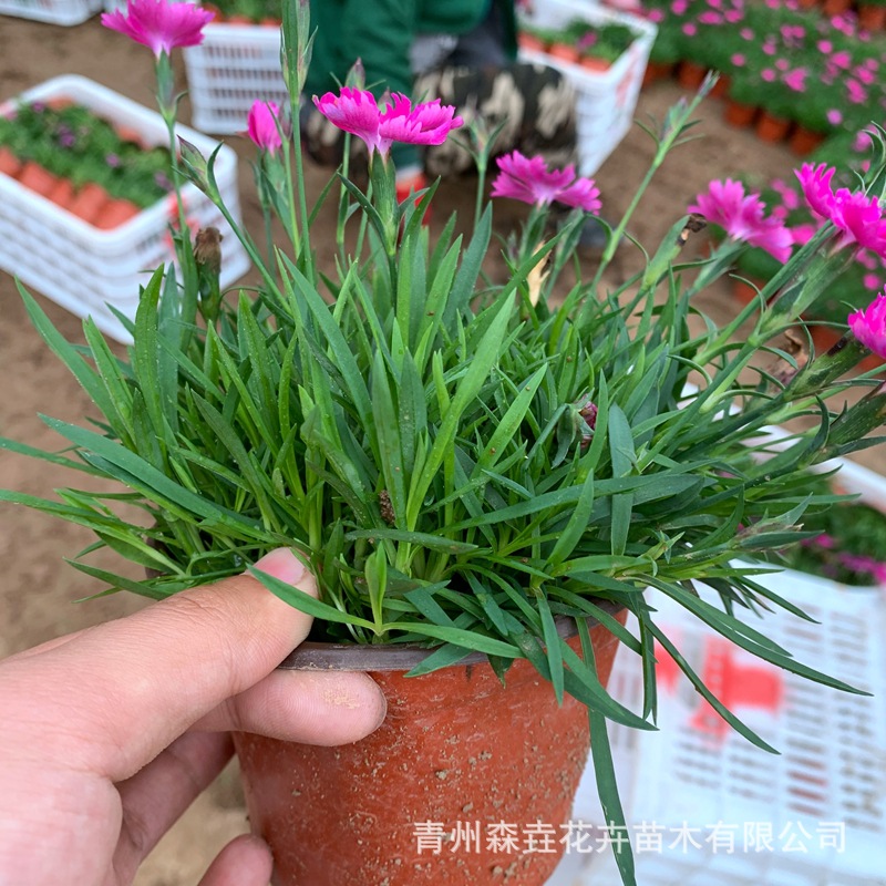 Dianthus Caryophyllus Lawn Greening Potted Plant Project Road Planting Greening Plant Flower Base Potted Dianthus Caryophyllus