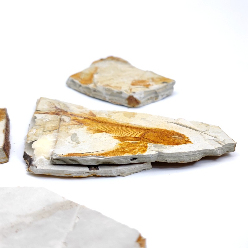 Ancient fossil Wolf fin fish fossil trilobite fossil plant fossil insect fossil popular science teaching specimen