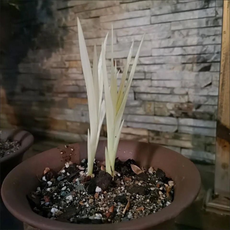 Special Orchid (Colorful White Jade) Is a Treasure of the Garden and Is Worth Collecting and Suitable for Indoor Potted Plants