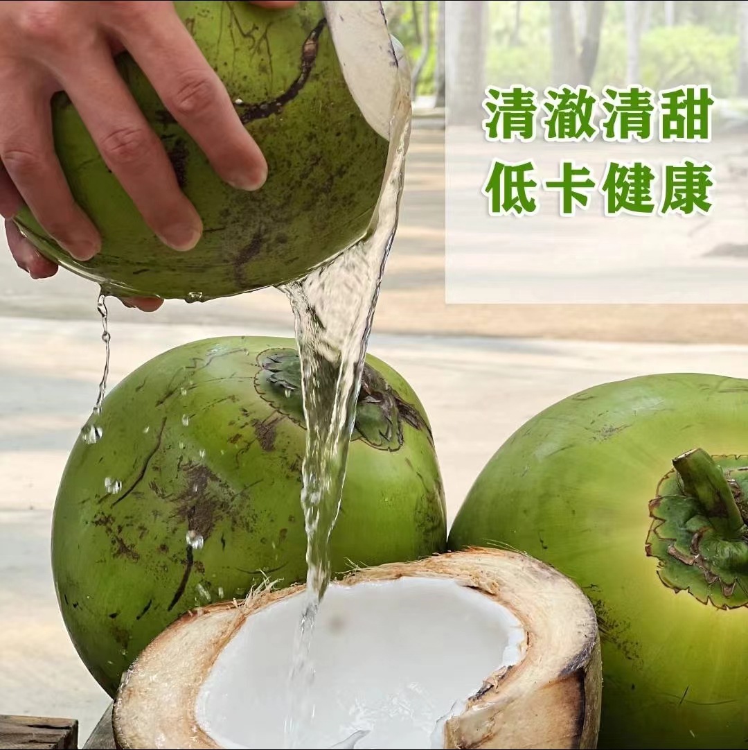 Coconut Green Hainan Coconut 1.5-2.5kg Freshly Picked Wenchang Factory Direct Delivery Starting from 300 Pieces No Free Shipping