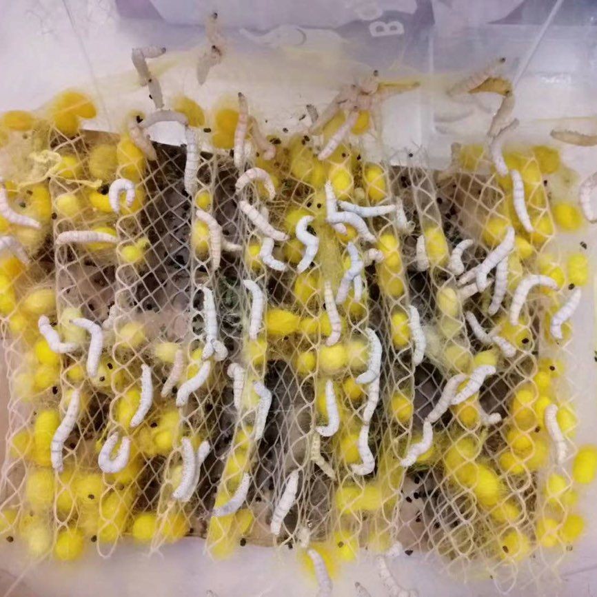 Silkworm baby student sericulture tool cocoon net silkworm spinning tool cocoon silkworm nest plastic folding nest a whole piece