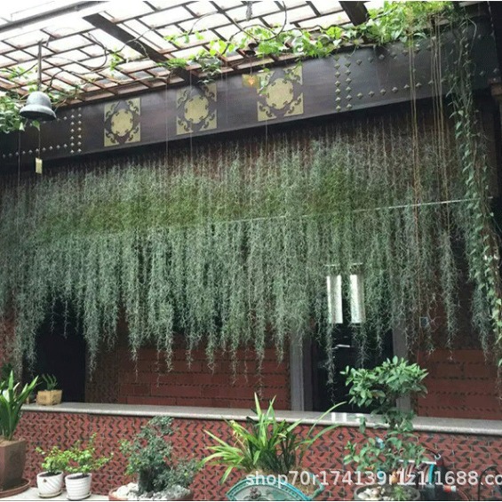 Air Pineapple Soilless Plant for the Elderly, Pineapple Air Grass Green Plant Creative Four-Season Evergreen Indoor Hanging