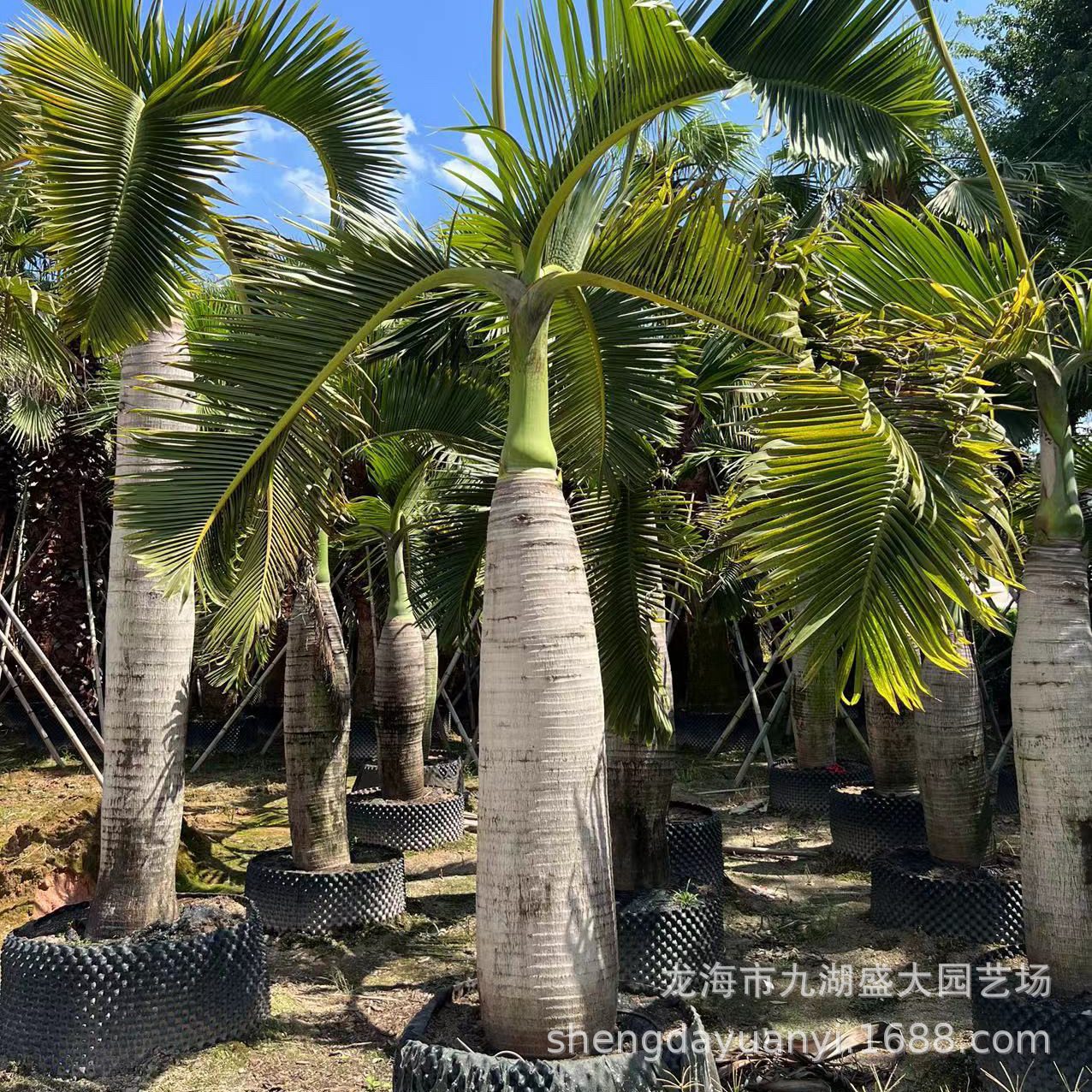 Fujian Wine Bottle Coconut Price Zhejiang Wine Bottle Coconut Tree Wholesale Hainan Wine Bottle Coconut Quote