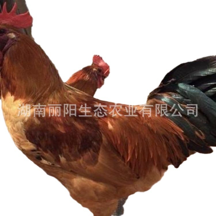 Live Chicken Chicks, Black-Skinned Red-Crowned Chicken Chicks, Hatchery Direct Sales, Free-Range Chickens in Rural Areas, Easy to Raise