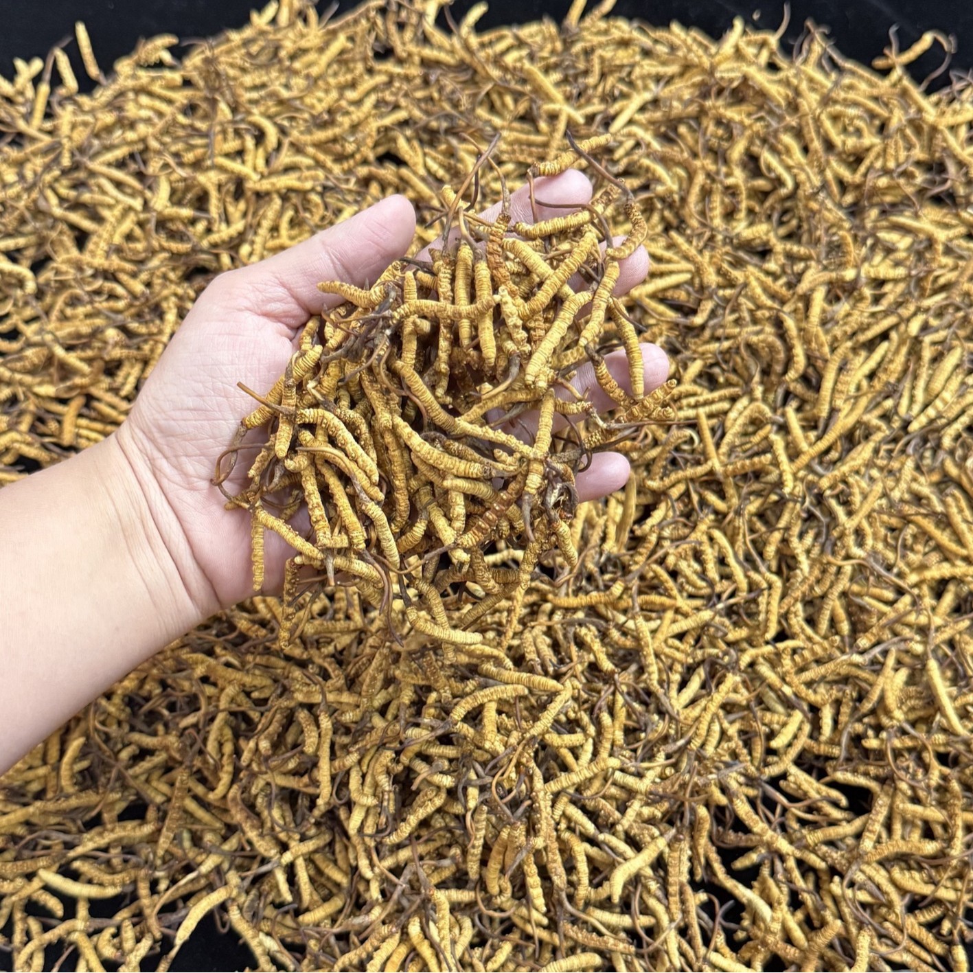 Xizang Nqur Cordyceps from High Altitudes, Fully Dried Cordyceps, Whole Goods, No Broken Cordyceps, Wholesale in Stock, Recruiting Agents