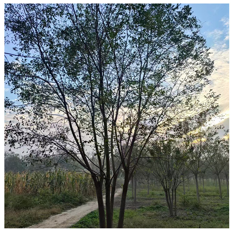 Clustered Chinese Locust Landscaping Projects, Tree Seedlings, Community Greening, Road Greening, Cluster Chinese Locust