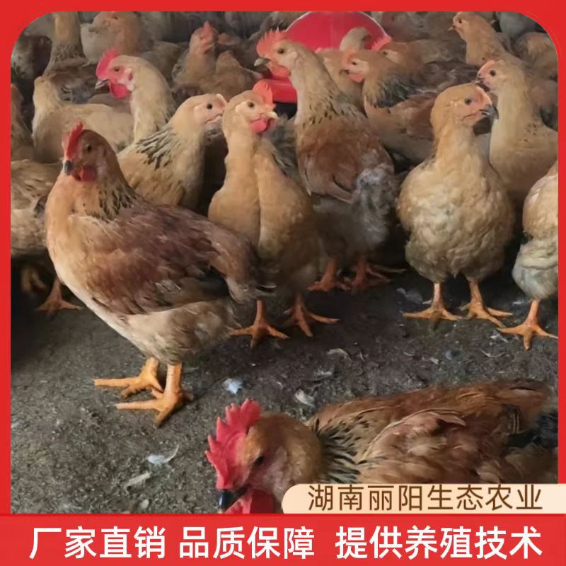 Factory Direct Sales of K9 Chicken Chicks Live Out of the Shell, One-Day-Old Red Cock Chicks, Fast-Growing Broiler Chickens, Free-Range Chickens in the Forest