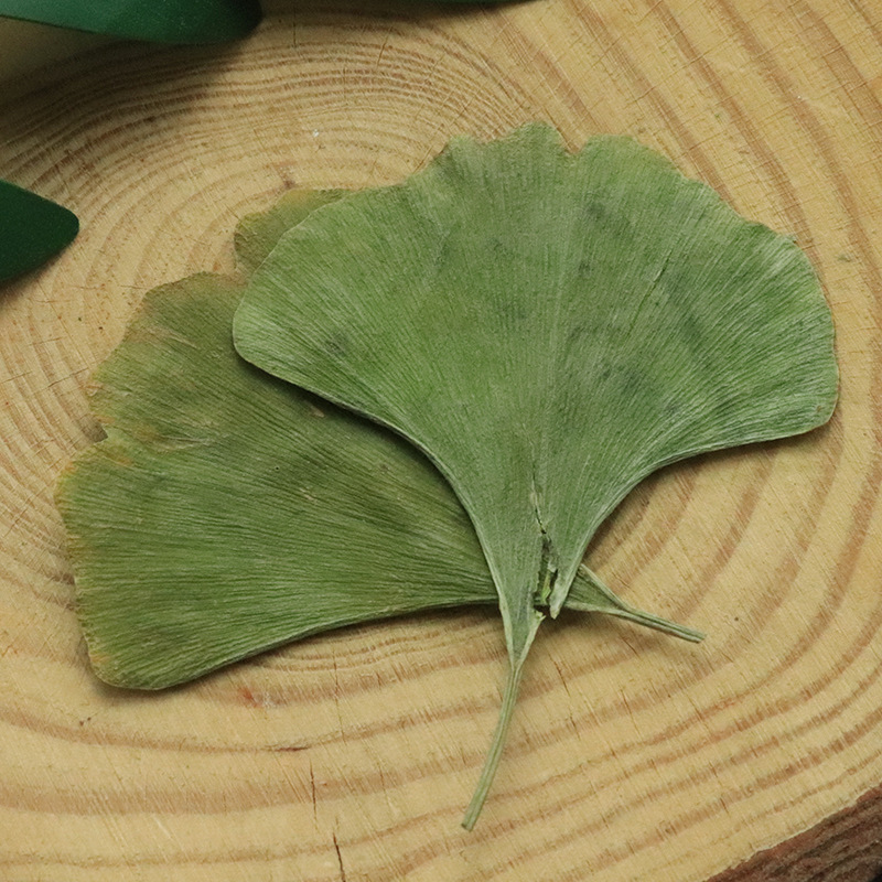 Naturally Sun-Dried Ginkgo Leaves 500g Dry Goods Tender Fresh Ginkgo Leaves Middle-Aged and Elderly Agricultural Products Non-Chinese Medicinal Materials