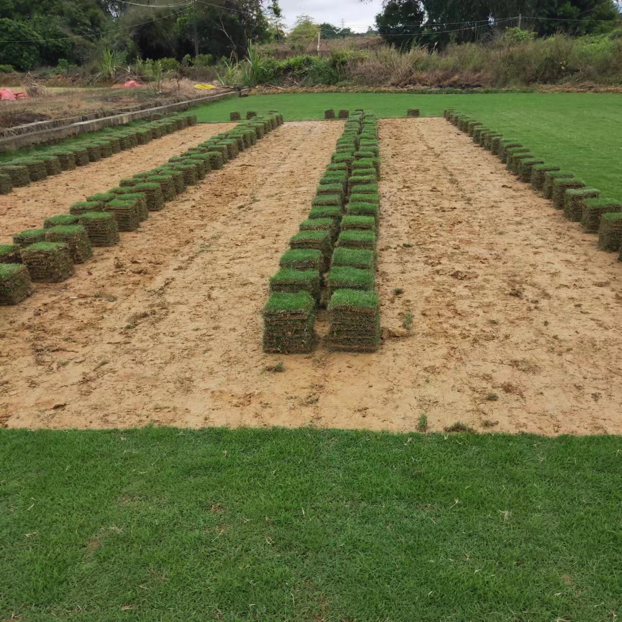 Lawn with Soil, Real Turf, Garden Road Greening Project, School Lawn, Playground Turf, Football Field, Real Lawn