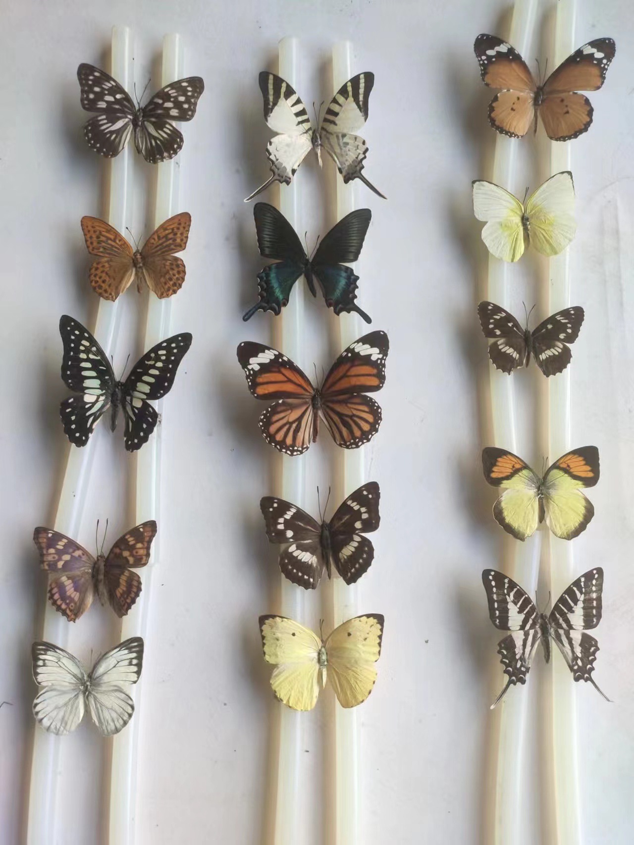 Natural Butterfly Specimens, Real Butterfly Insect Specimens, Teaching Aids, Teaching Specimens, Varieties of Wings