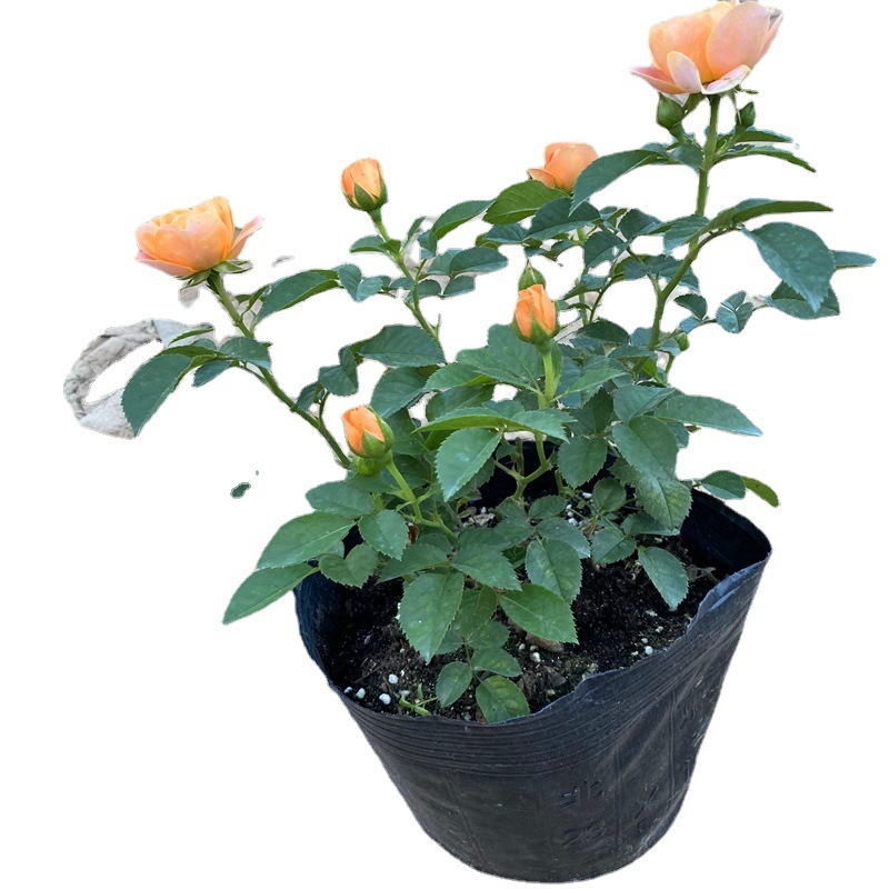 Rose Extra Large Flower Fragrant Juice Balcony Courtyard Flower Plant Potted Rose Four Seasons Rose Seedlings with Buds