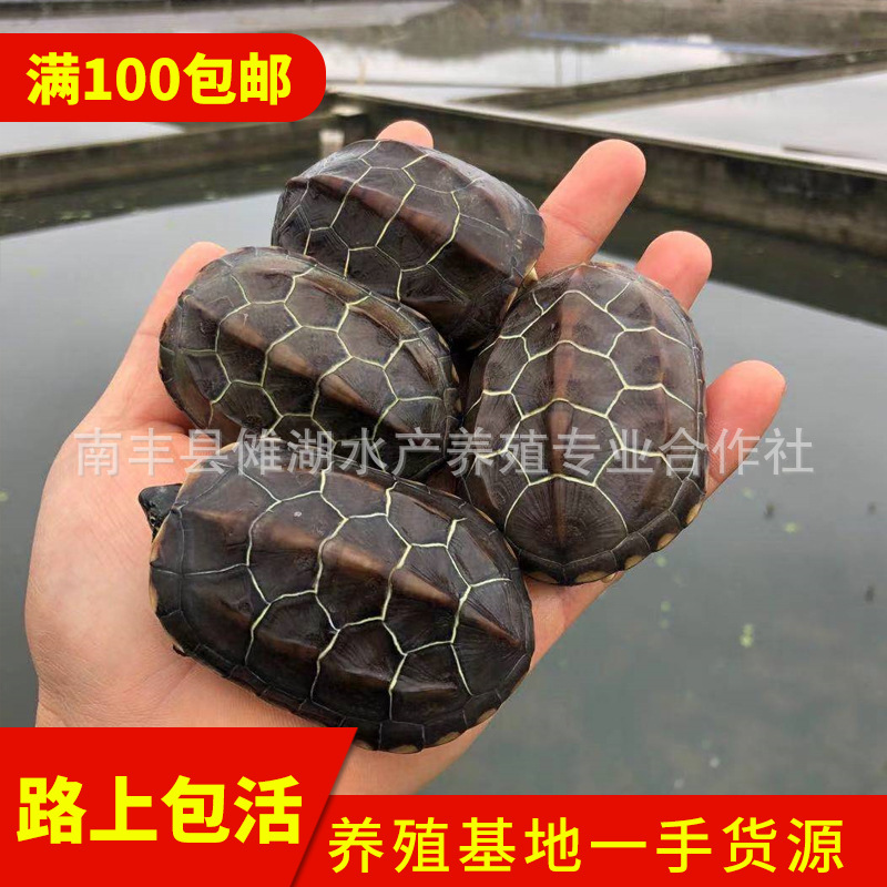 Китайская травяная черепаха, холодноводная травяная черепаха, чернильная черепаха, золотая травяная черепаха, черная брюхая травяная черепаха, удачная черепаха, оптовая продажа