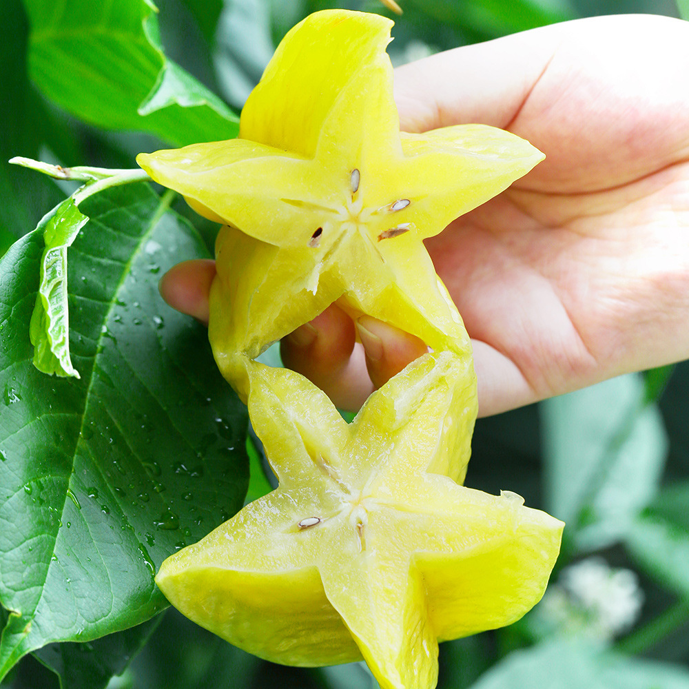 Fujian Zhangzhou Sweet Star Fruit Fresh Fruit Five-Pointed Star Fruit 2.5kg Pieces Large Fruit Whole Box Free Shipping Red Star Fruit First-Grade Fruit