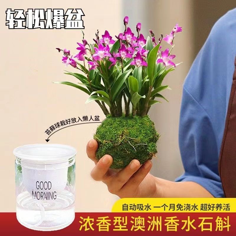 New Store with Many Flower Buds, Colorful Perfume Straight Hair Dendrobium Orchid Indoor Potted Plant with a Flowering Period of up to 2 Months