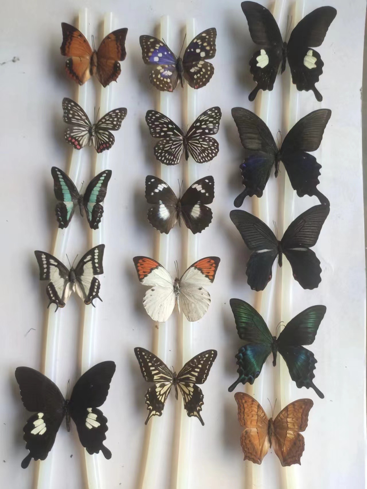 Natural Butterfly Specimens, Real Butterfly Insect Specimens, Teaching Aids, Teaching Specimens, Varieties of Wings