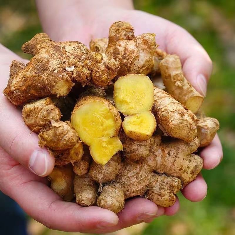 Yunnan Small Yellow Ginger 5kg Whole Box of Ginger, Young Ginger Wholesale, Freshly Dug Vegetables, New Ginger, Baby Ginger, Seasonal Fresh Produce