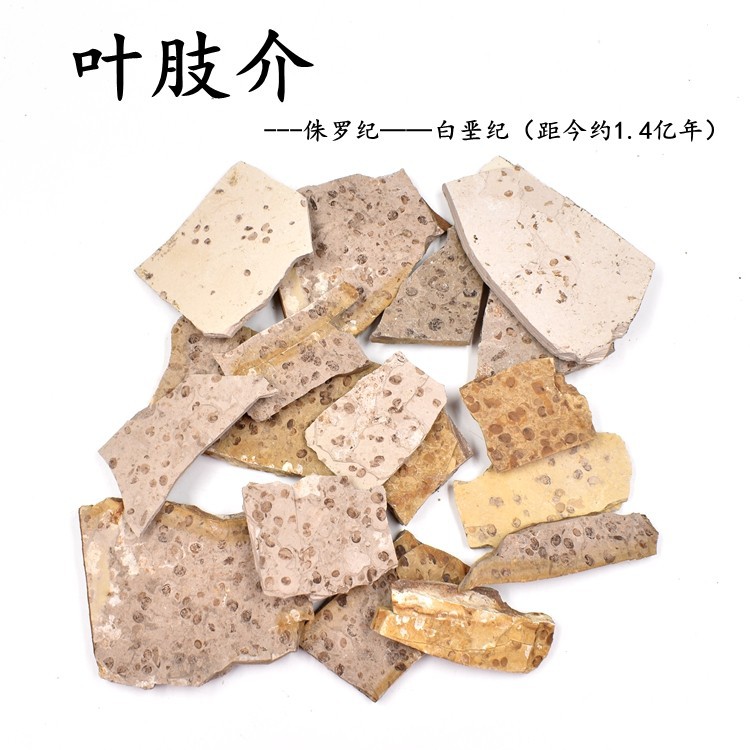 Daohugou Jurassic paleontology fossil original stone leaf limb insect fossil children's geological science popularization teaching specimen