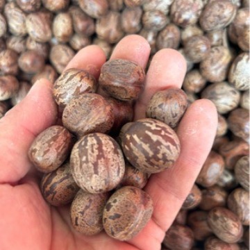 Wholesale rubber tree fruit rubber fruit rubber seed bird egg fruit bodhi