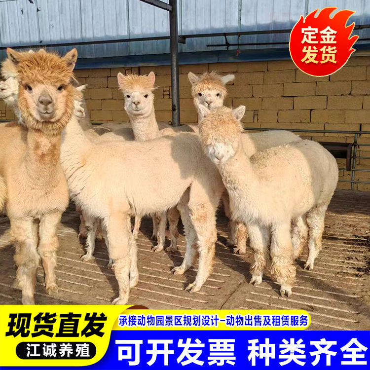 Garden Scenic Spot to Feed Alpacas Alive. How Much Does an Alpaca Baby Cost? Domestic Pet Cute Alpaca